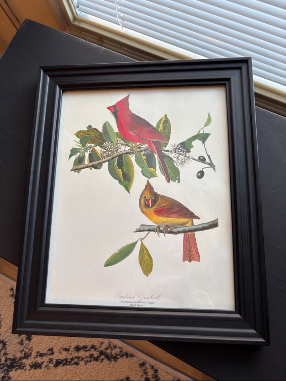 Framed Audubon Page Cardinal Bird Print - Red & Yellow